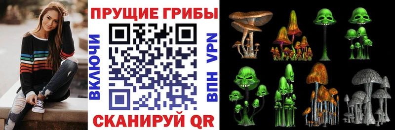 Купить закладки  Сураж  Псилоцибиновые грибы Psilocybine cubensis 